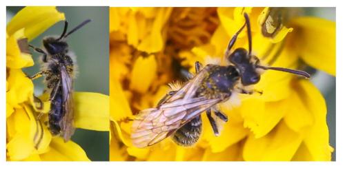 Andrena sp.